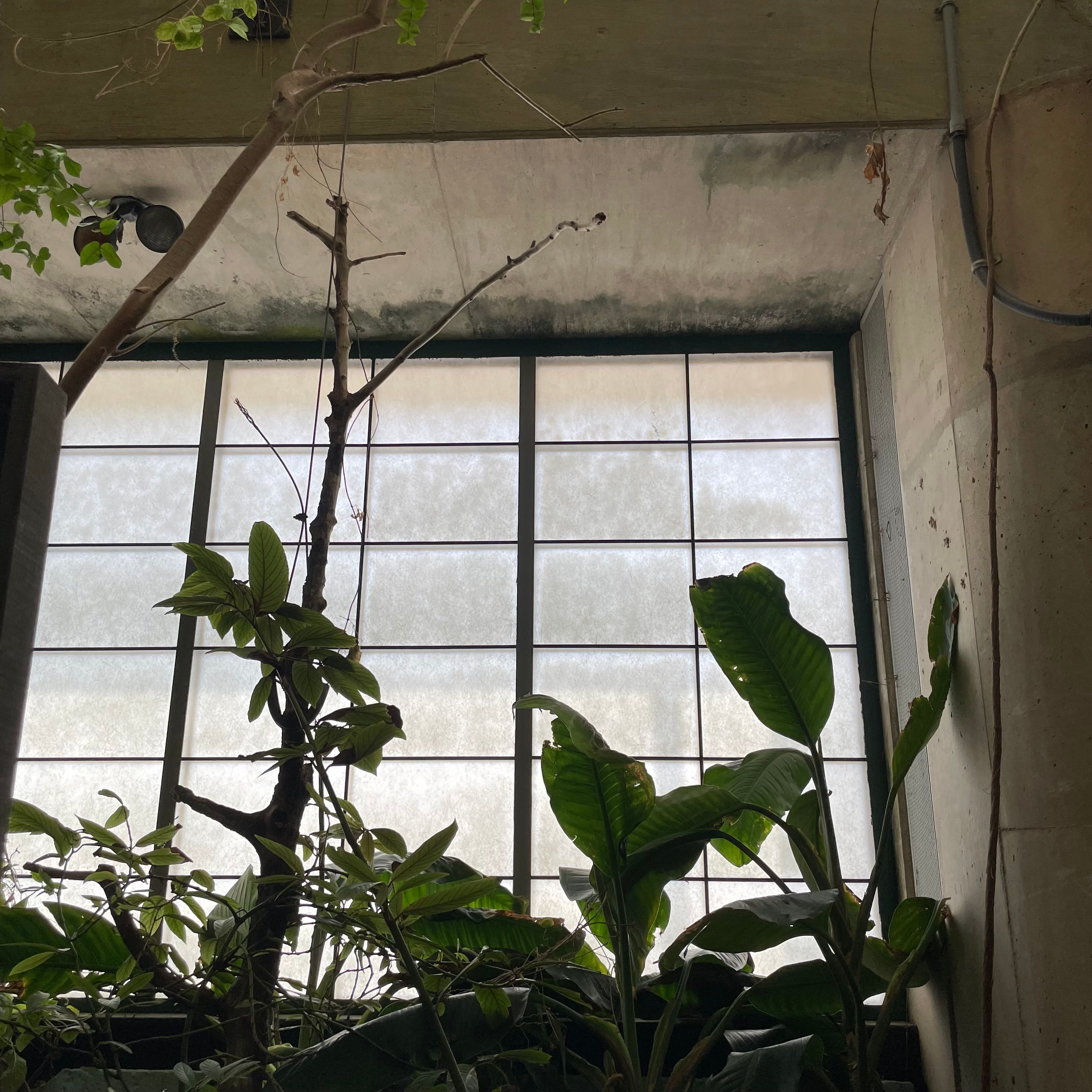 Green plants in front of a grid of opaque windows.